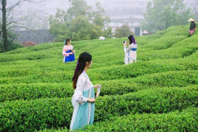 苍南五凤茶开茶节,上百位美女身着不同服装化作山间"采茶女"