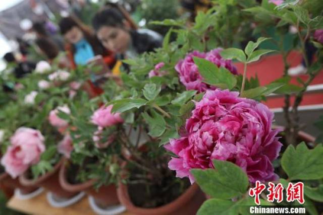 苏北西顺河牡丹盛开 "国色天香"惹人醉