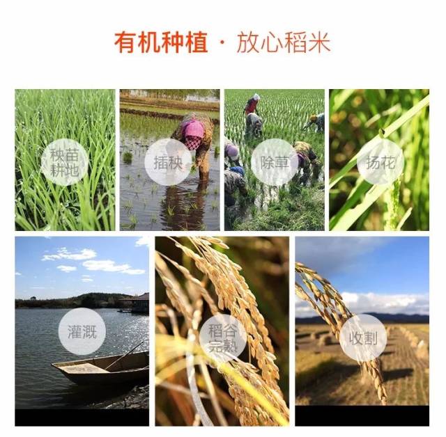 敗家寶貝想每月都吃到新鮮現磨的五常大米一定不要錯過ta