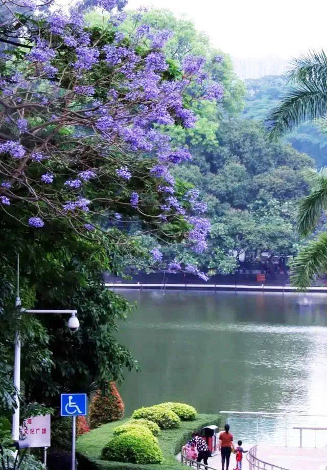 虽然只有一棵蓝花楹,也不高调 可是这样安安静静地陪伴,让人很安心