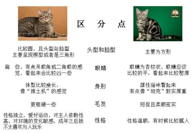 狸花猫(dragon li)做一只骄傲的中国土猫
