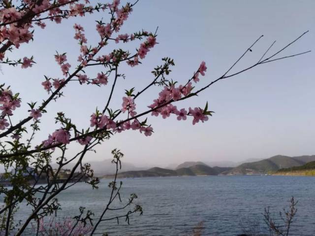 在桃花的映衬下,湖光山色波光滟潋.