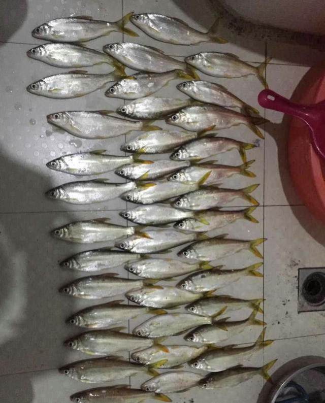 水葫芦底下黄尾鱼泛滥,刺多肉少不好吃,钓鱼人头痛无比