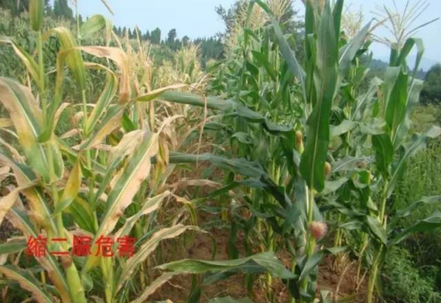 被缩二脲危害的玉米后期表现(图左)