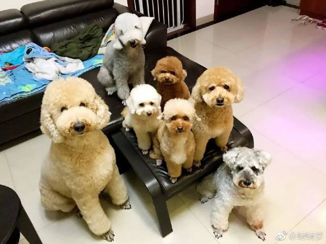 云养狗 —— 推荐微博知名萌宠博主_只押