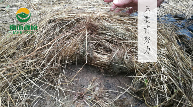 鼠茅草种植前,果农比较关心的几个问题