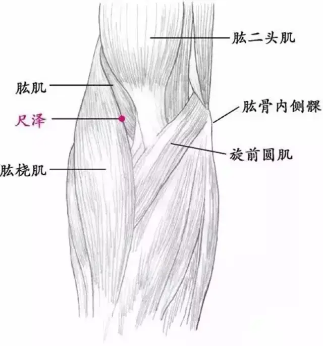 中医人必备:十二经五输穴解析_搜狐网