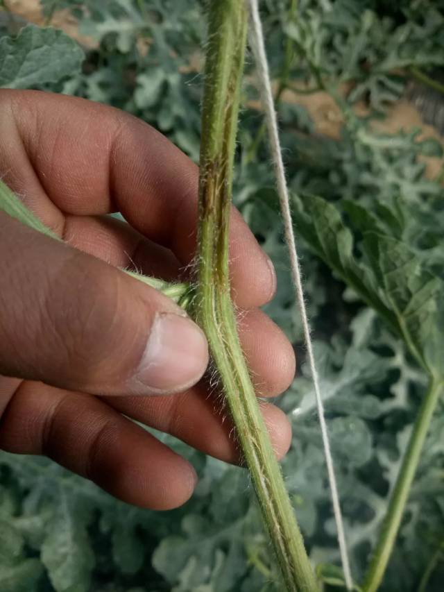 西瓜根茎部病害