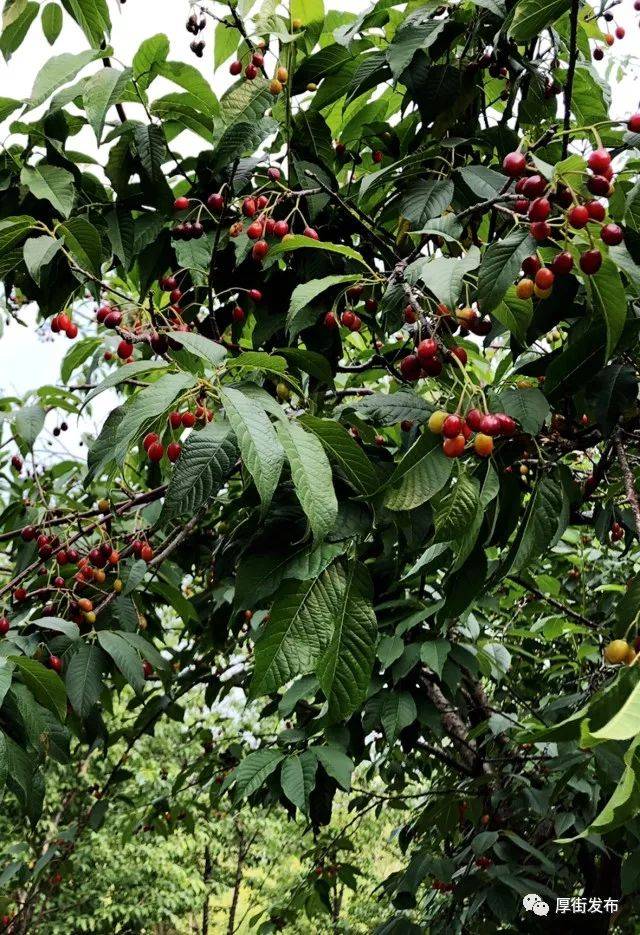 这一波春游主角:红彤彤的"樱花果"