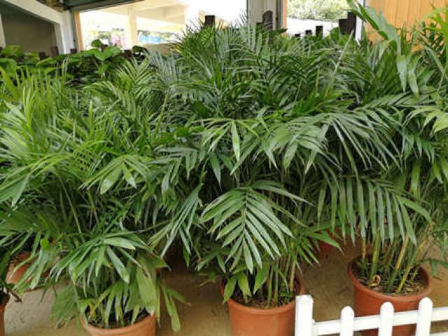 最新八卦岭花卉世界地址八卦岭花卉中心在哪