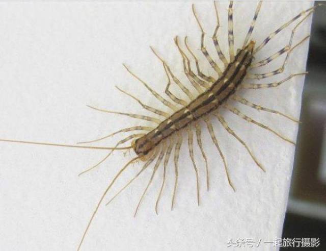 和这些地球可怕异形昆虫相比