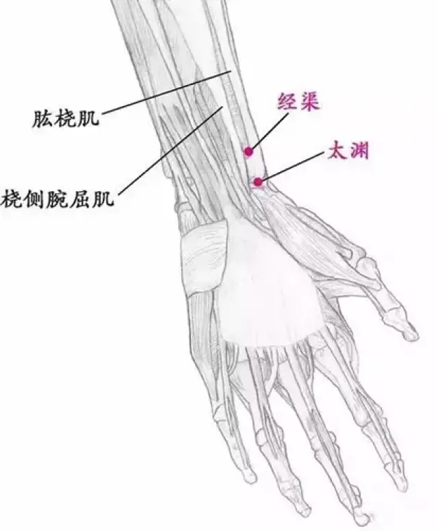 中医人必备:十二经五输穴解析_搜狐网