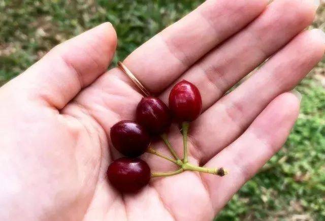 这一波春游主角:红彤彤的"樱花果"