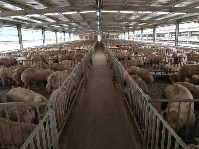 寻找美丽猪场:走猪场第十五站—供港活大猪养殖企业(江西诸信)