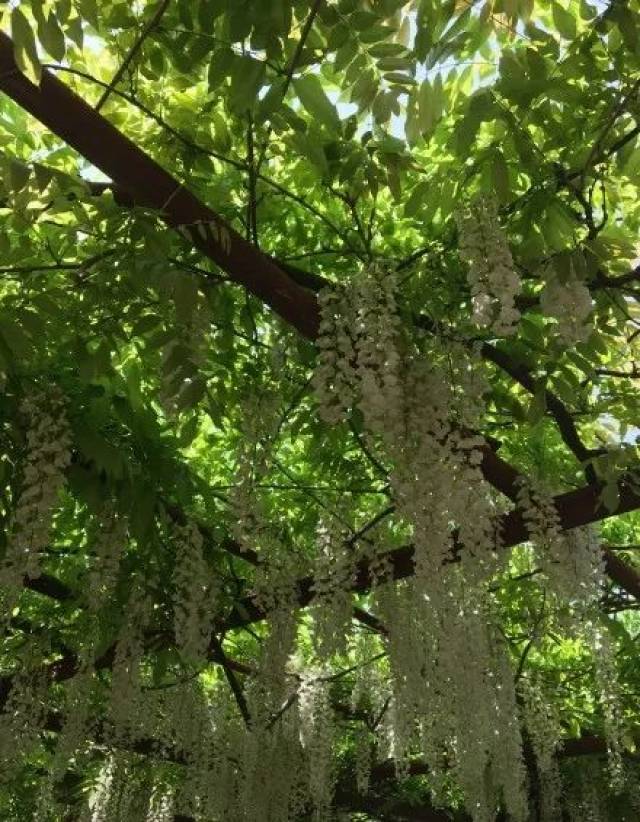 今年的4月到5月初是紫藤的盛花期,嘉定紫藤园的多花紫藤,白玉藤,三尺