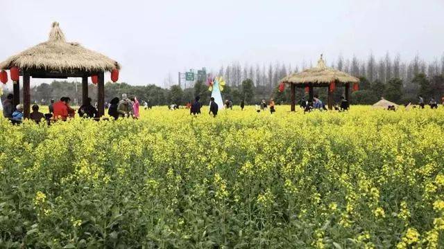 崇明東灘油菜花節&上海奉賢菜花節 東灘溼地公園&奉賢莊行鎮 至4月15