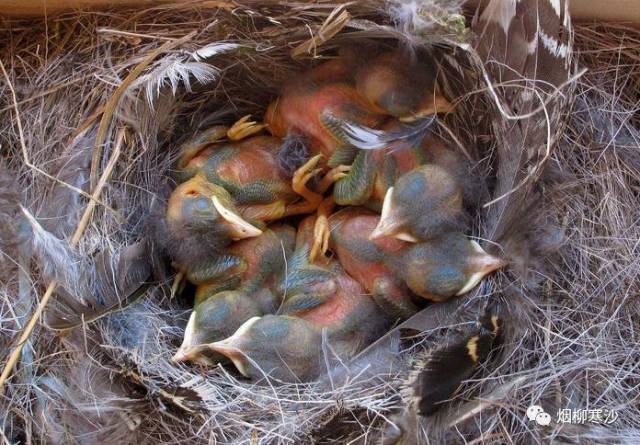 童年农村趣事,掏鸟窝太残忍,就怕碰到蛇,被蛇咬的同学成反面教材