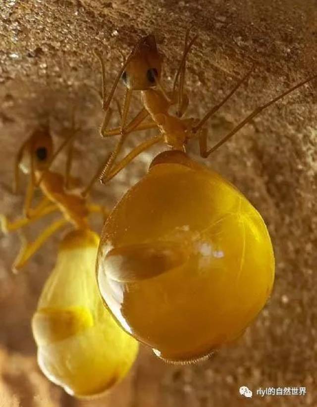 当食物短缺,这些储蜜蚁便将这些蜜"吐"出来.