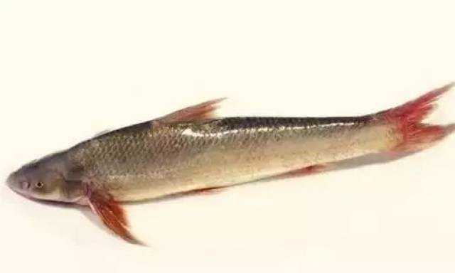 长江铜鱼是鲤鱼的一种,由于分布较广,故有很多不同的叫法,如金鳅,水密