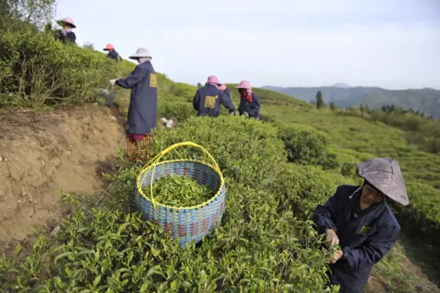 福建大洋山生态白茶图片