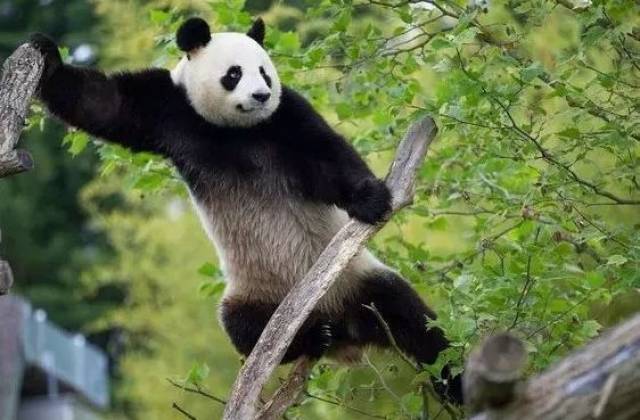大败蚩尤一族 而大熊猫就是蚩尤的坐骑 有研究发现 大熊猫的咬合力