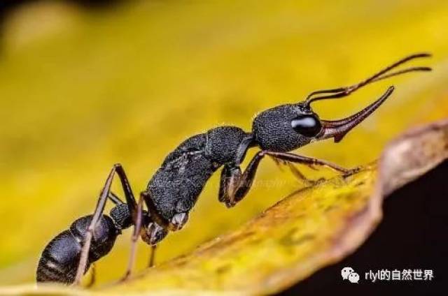 猎镰猛蚁vs扁头猛蚁图片