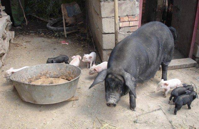 号外号外:泔水喂猪是违法的!