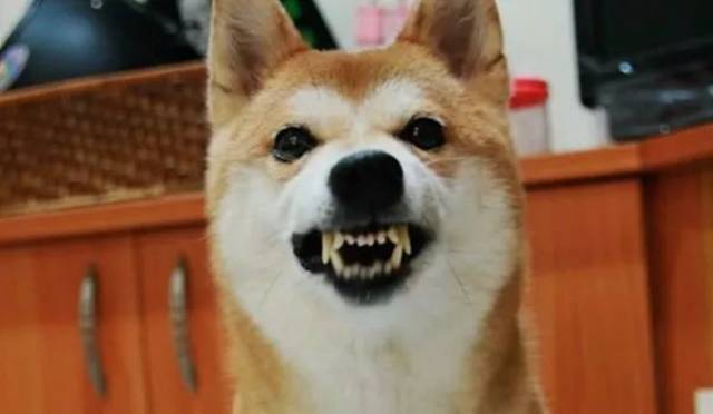 狗发怒的表情图片图片