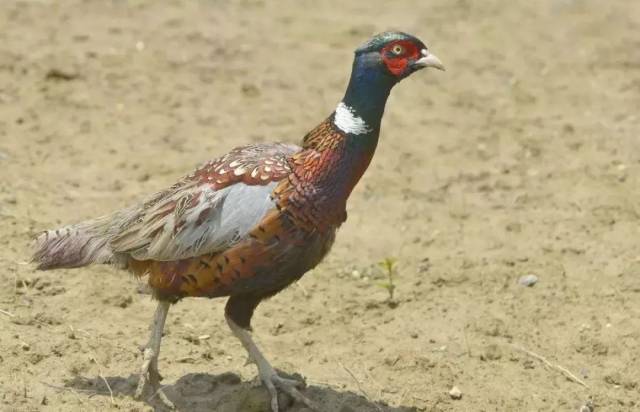 东莞新动物园惊现恐龙!门票还免费送!