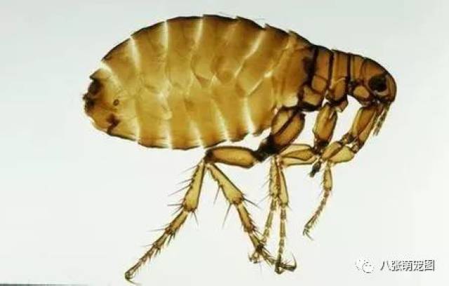 狗狗体表寄生虫认知和防治