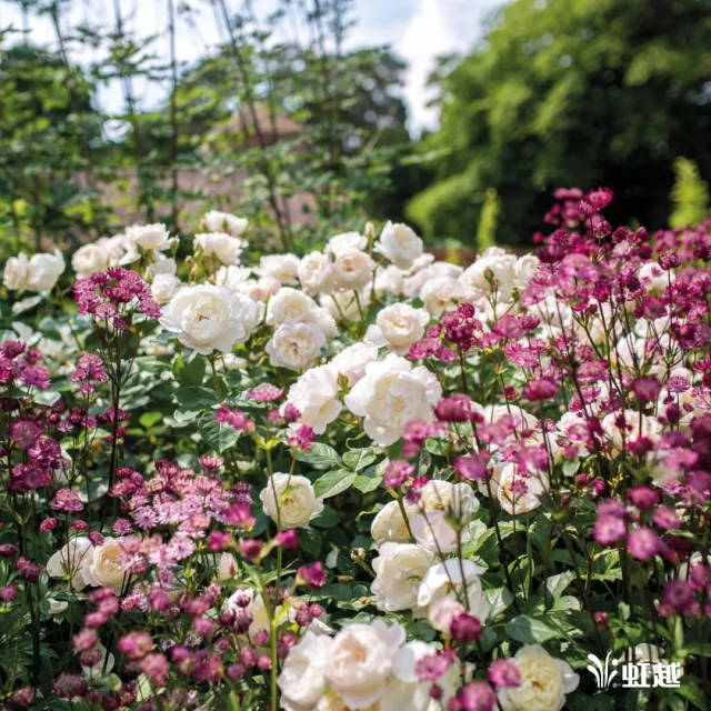 曼妙多姿的奥斯汀月季——欧月中的佼佼者!