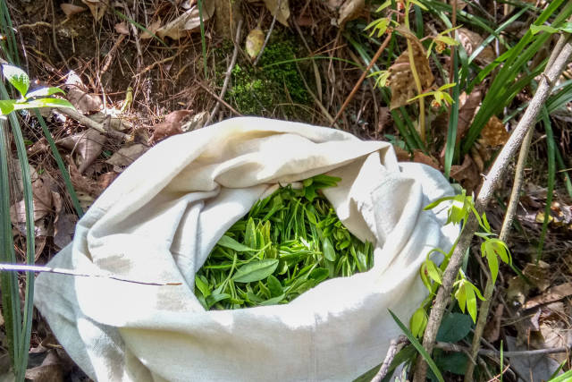 山村小媳妇峭壁采野茶 喝泉水吃野果日挣200