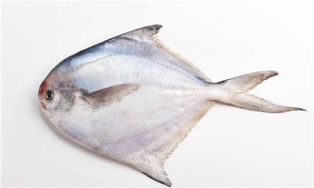 鲳鱼的营养价值图片