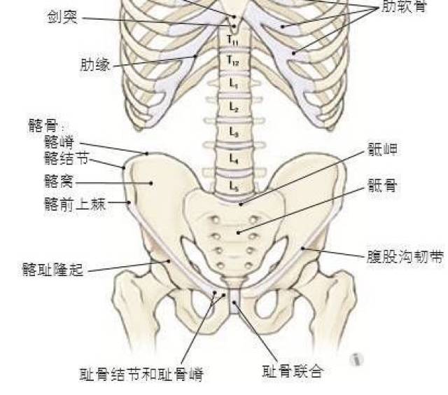 髂骨嵴位置图片