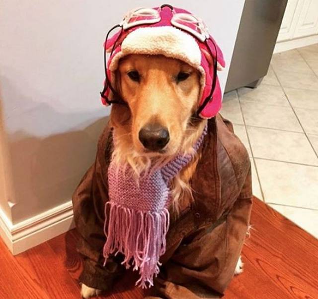 金毛:我从小的梦想是当一名飞行员,你呢?