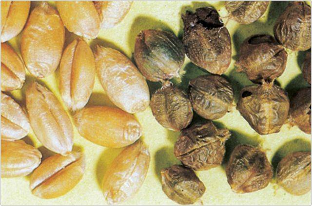 正常小麦与带有小麦矮腥黑穗病菌的病粒