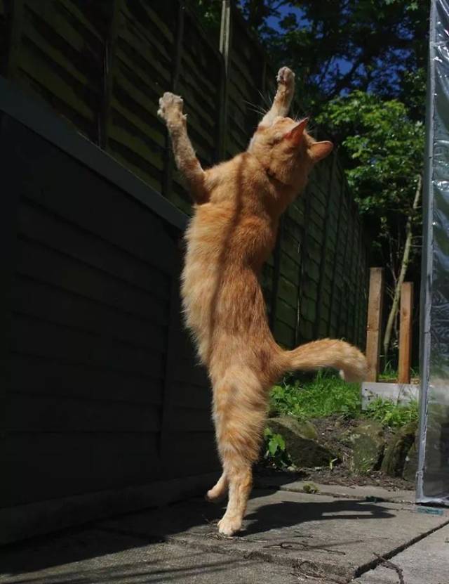 活捉一只会跳舞的猫咪,可把我萌坏了.网友:这舞姿我自叹不如