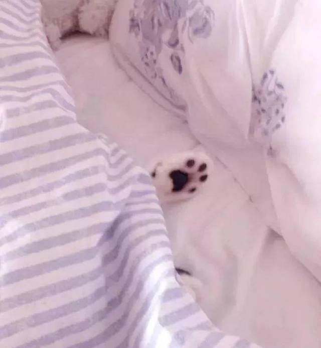 你凭什么给猫做绝育?