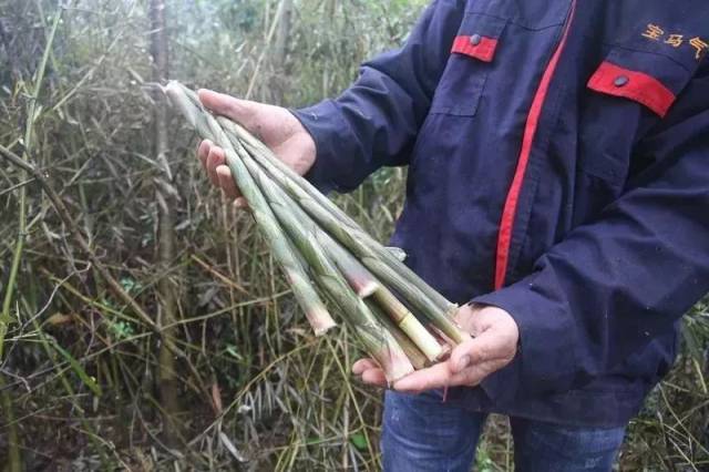 而小竹笋因身形苗条细长,故又名箭竹 在竹笋中尤为珍贵,被称作"竹中之