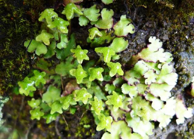 农村石壁上的野草,外形"丑陋"遭农民嫌弃,殊不知它是止血良药_手机