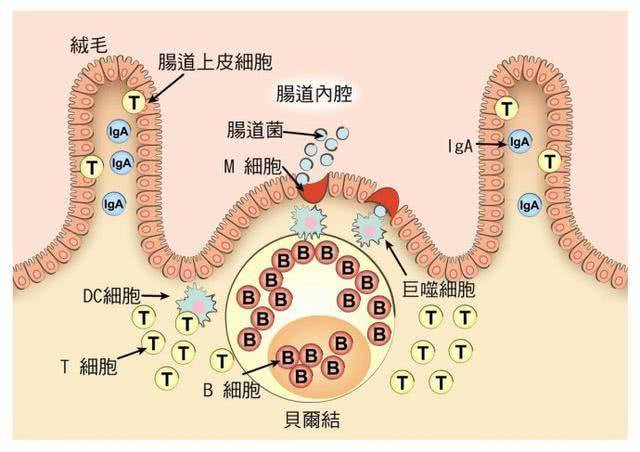 肠道健康的调理之道