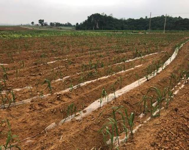 调研分析:此片蔗区属崇左中粮双高基地,面积1600亩,主要种植甘蔗品种