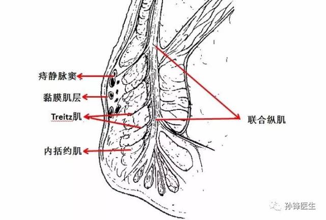 联合腱解剖图图片