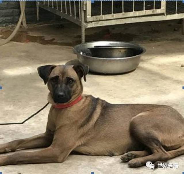 周末巨献凉山犬的前世与今生