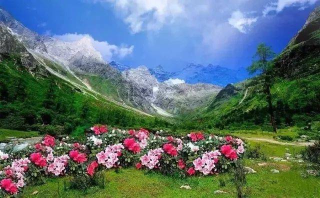 人间四月,四川最美的高山花海开了,即将惊艳全世界!-旅游频道-手机搜