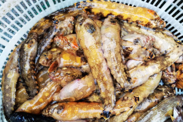 老头鱼成菜市场最好海鲜鱼 40元一斤 皮皮虾45元一斤 好海鲜抢手