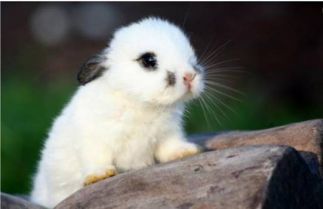 十二生肖中占有欲最强的三大生肖,在一起真的