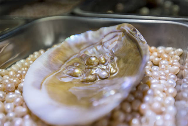 像河蚌这样能够产珍珠质的贝类还有很多,大约有二三十种,像蛤也是一种