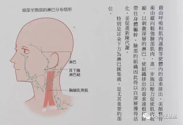 耳朵周围的淋巴分布图图片