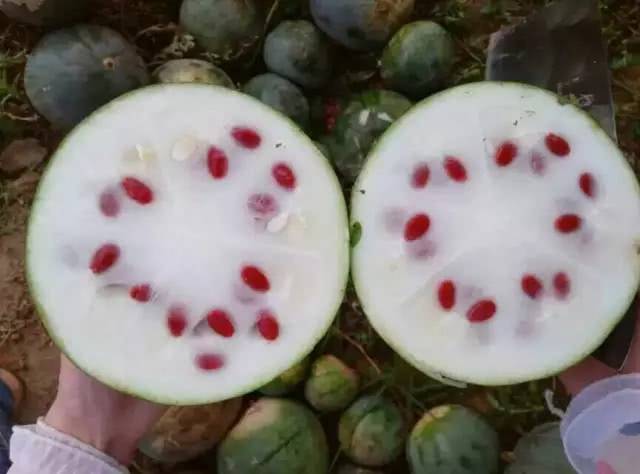 红瓜子是什么瓜果产的图片